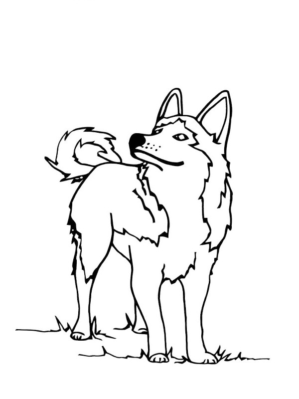 Husky kolorowanki